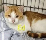 An adult medium-sized male Orange & White Domestic Short Hair cat named Ed for adoption in Moline, IL