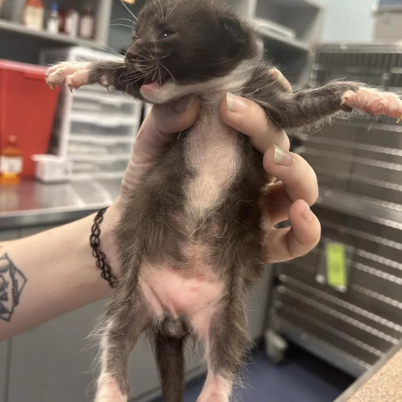 A baby small-sized male Black Domestic Short Hair cat named Pitaya for adoption in Greensboro, NC