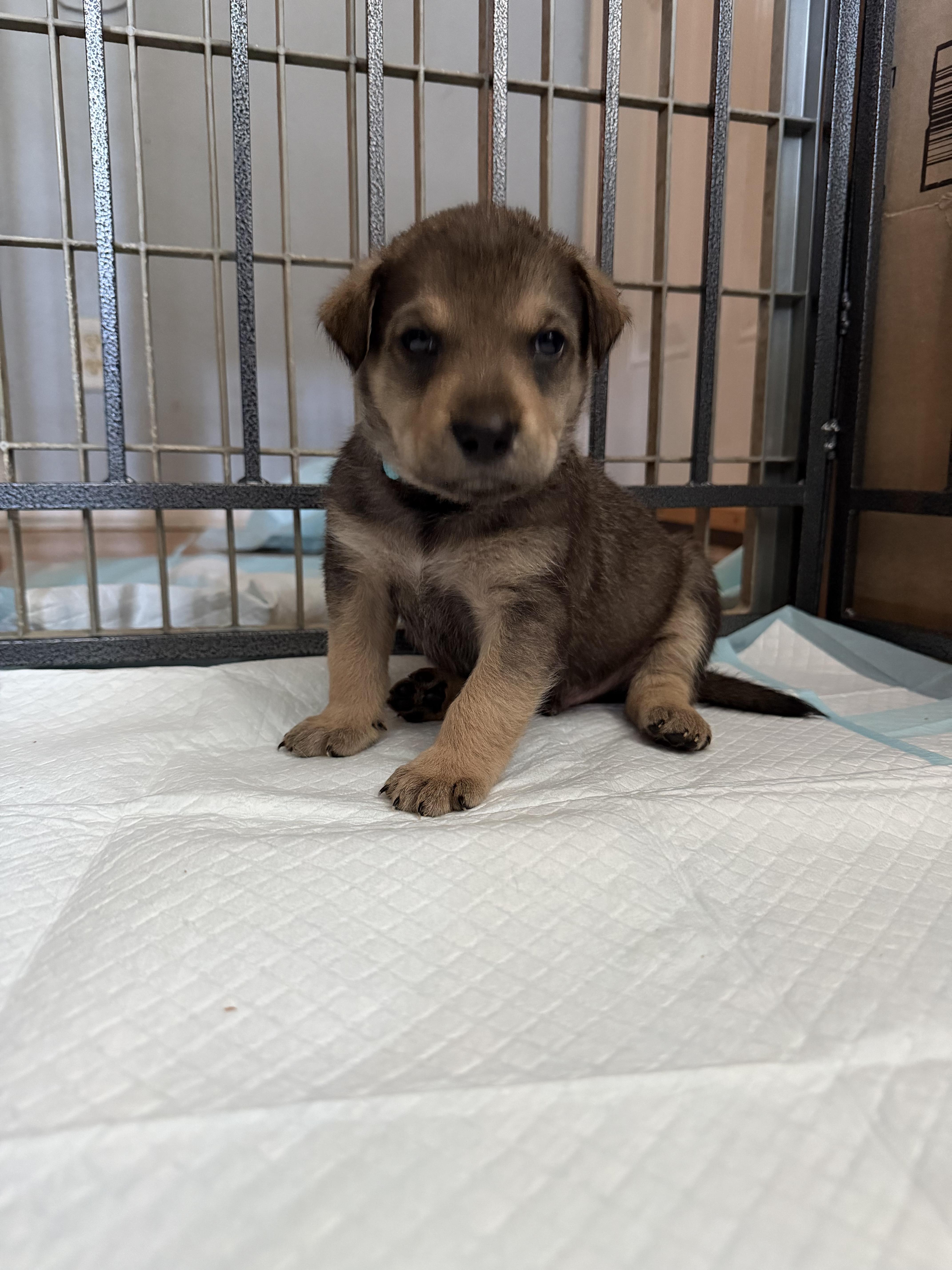 A baby large-sized male German Shepherd Dog dog named Otter for adoption in Pflugerville, TX