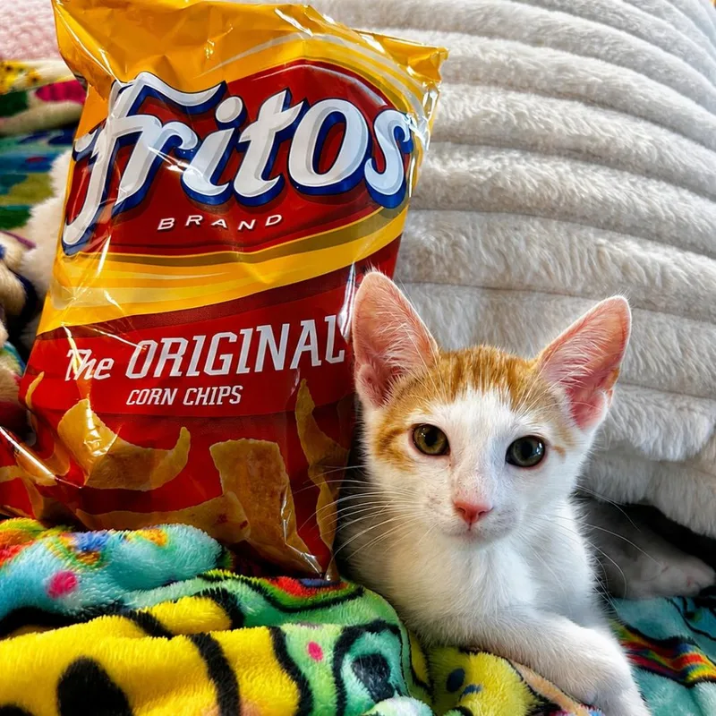Frito