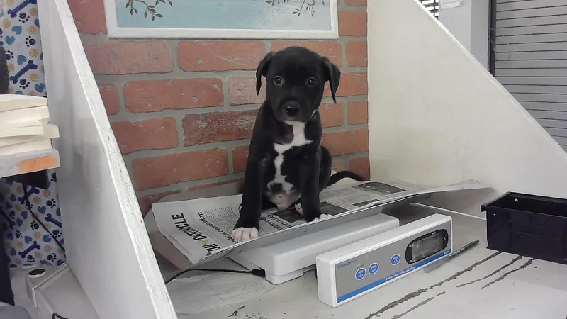 A baby small-sized male Staffordshire Bull Terrier dog named Elliot for adoption in Houston, TX