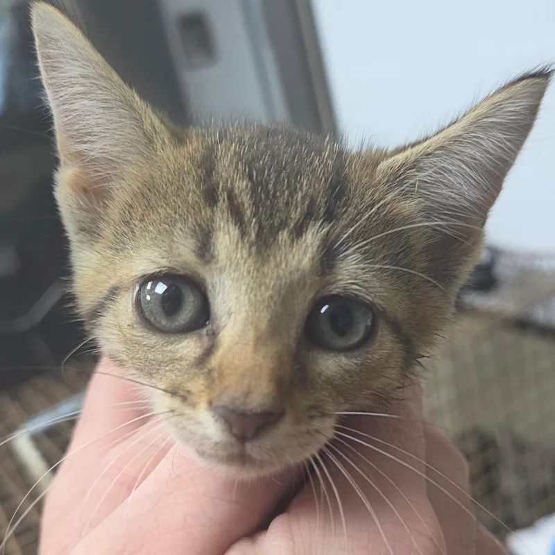 A baby small-sized female Brown / Chocolate Domestic Short Hair cat named Petunia for adoption in Madisonville, KY