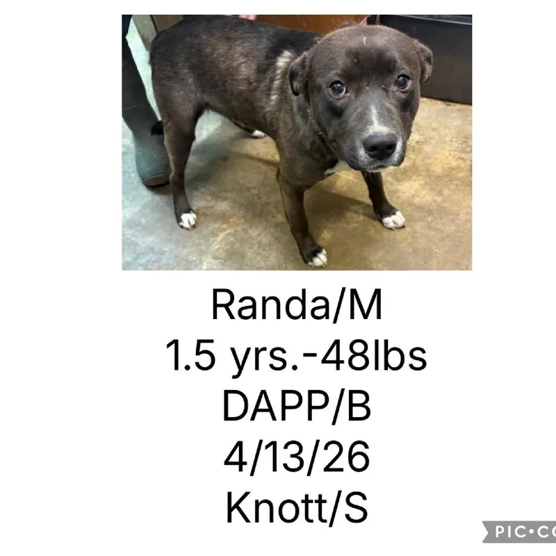An adult medium-sized female Pit Bull Terrier dog named Rick for adoption in Melbourne, KY