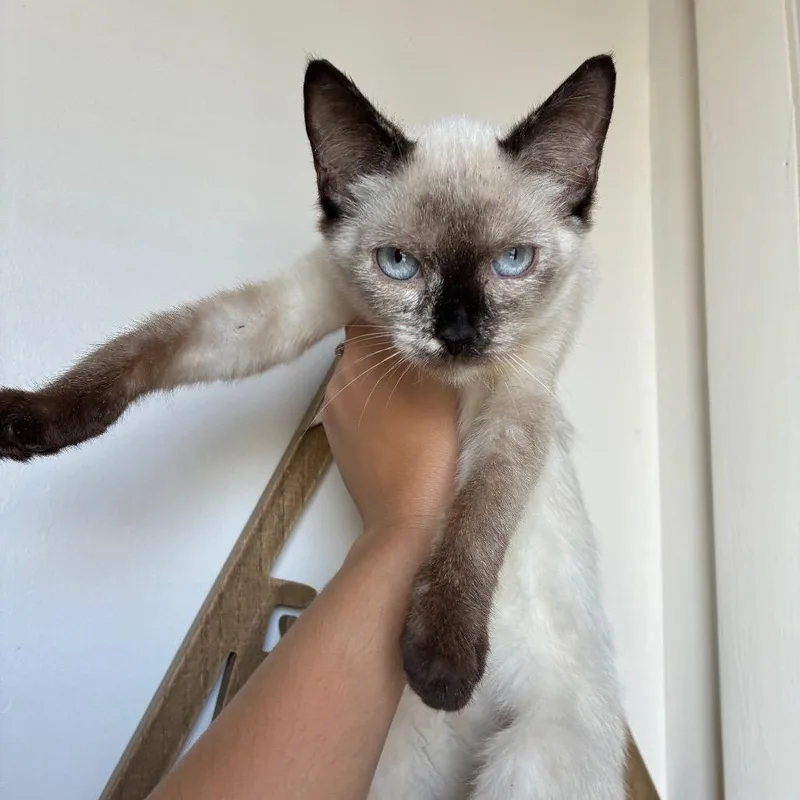 A baby small-sized female Cream / Ivory Siamese cat named Smudge In Manchester for adoption in Alexandria, VA