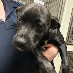 Mermaid Man thumbnail 2