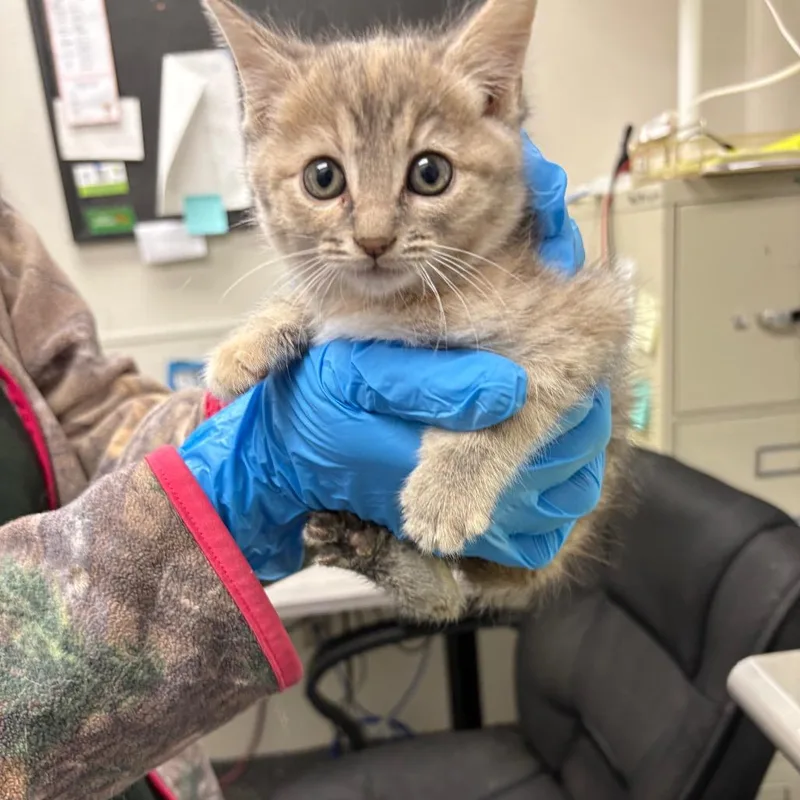 A baby small-sized female Gray / Blue / Silver Domestic Medium Hair cat named French Fries for adoption in Columbiana, AL