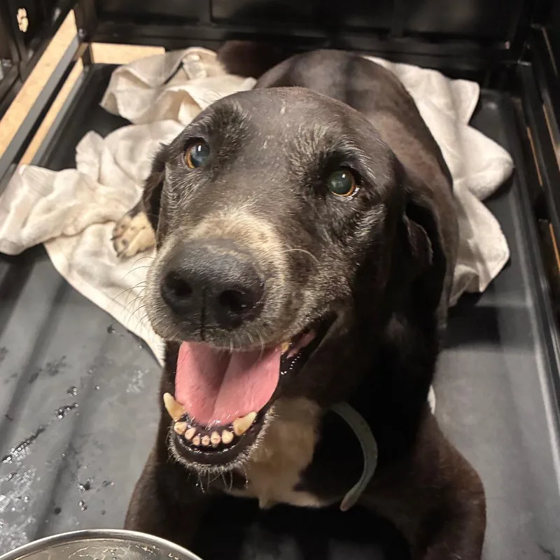A senior large-sized male Labrador Retriever dog named Damon for adoption in Abilene, TX