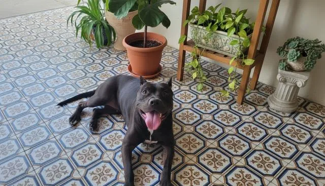 Ajax