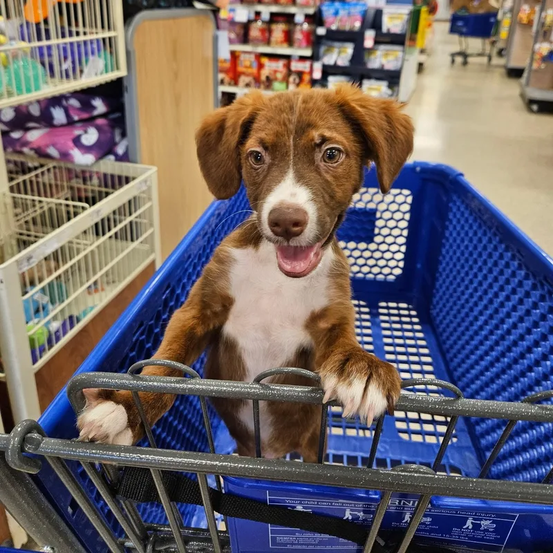 A baby medium-sized male Red / Chestnut / Orange Mixed Breed dog named Hershey for adoption in Houston, TX