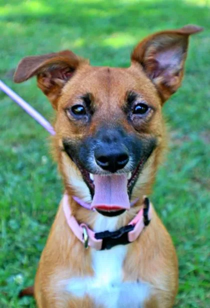 An adult small-sized female Shetland Sheepdog / Sheltie dog named Rumi for adoption in Morton Grove, IL