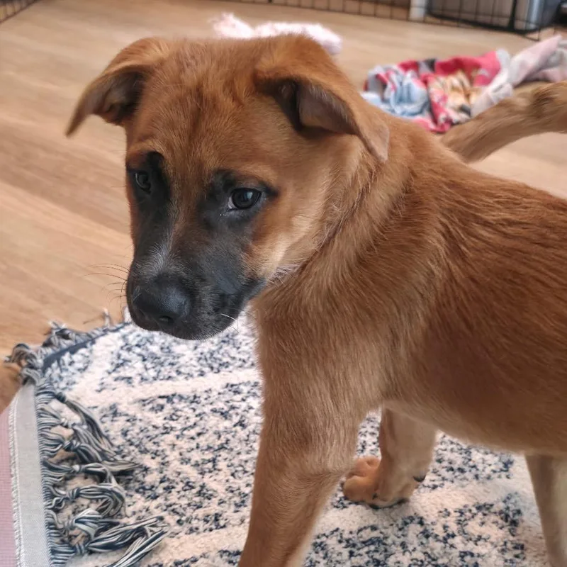A baby large-sized female Brown / Chocolate Black Mouth Cur dog named Brownie for adoption in Brownsville, TX