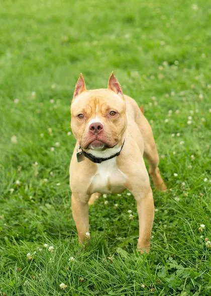 A young medium-sized male Apricot / Beige Mixed Breed dog named Finn for adoption in Hamilton, OH