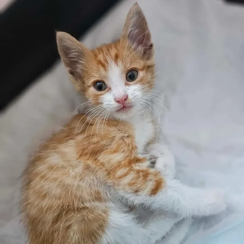 A baby small-sized male Orange / Red Domestic Short Hair cat named Bean for adoption in Fresno, CA