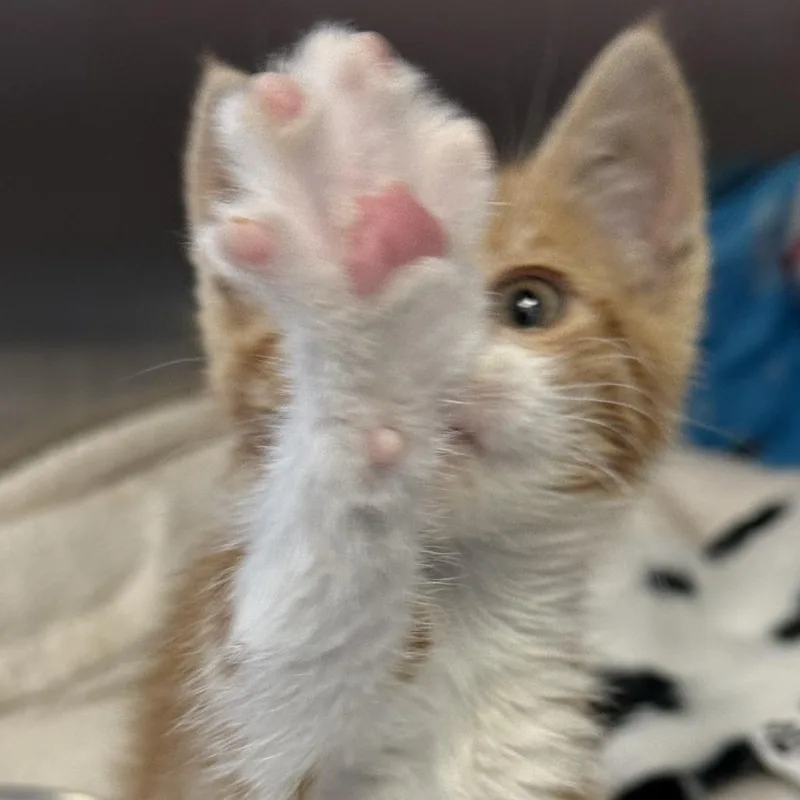 Bean thumbnail 2