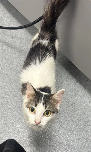 A young small-sized female Domestic Short Hair cat named Squiggle for adoption in Indianapolis, IN