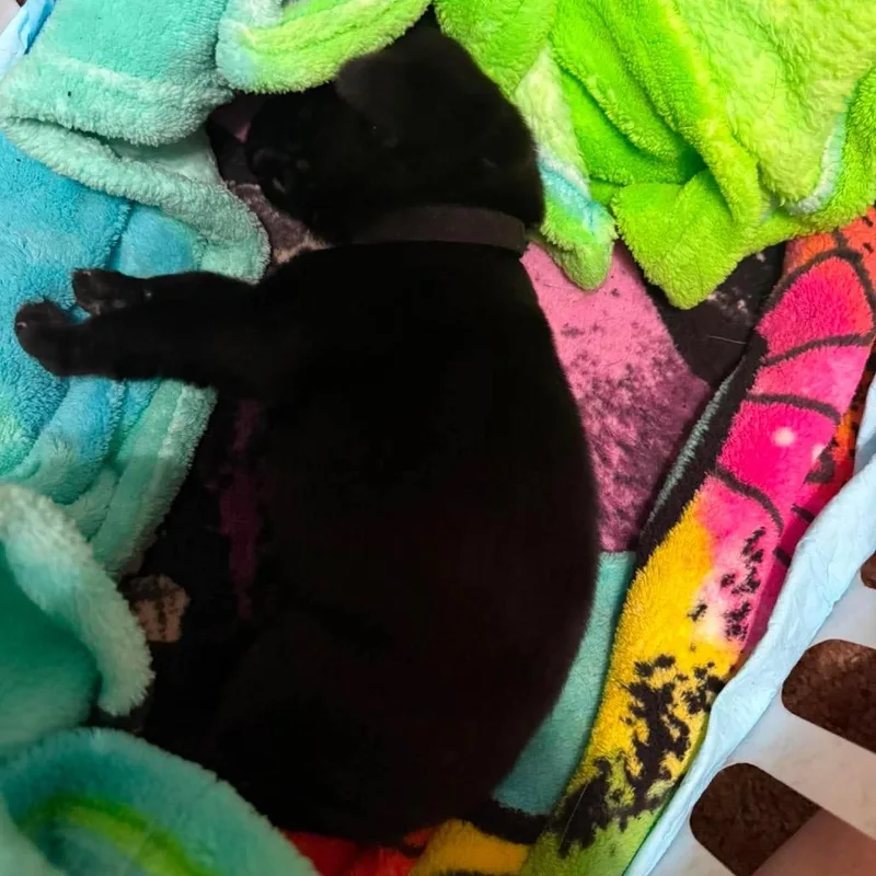 A baby small-sized male Black German Shepherd Dog dog named Orbit for adoption in Tulsa, OK
