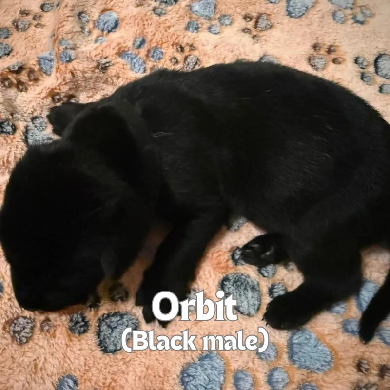 Orbit thumbnail 2