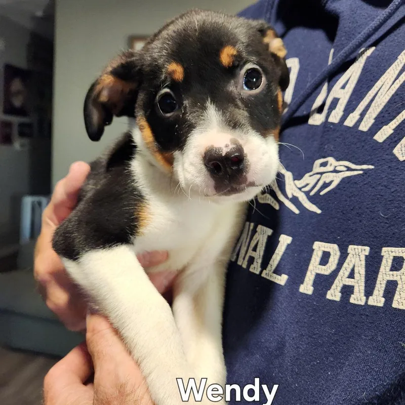 Wendy thumbnail 3
