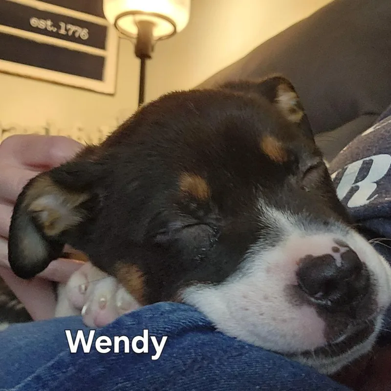 Wendy thumbnail 5