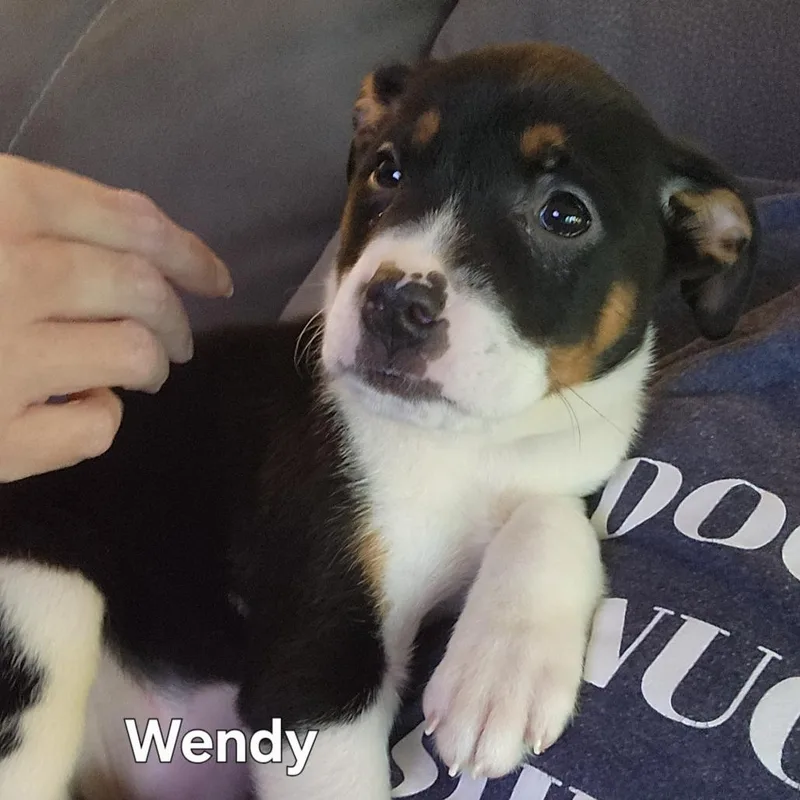 Wendy thumbnail 6