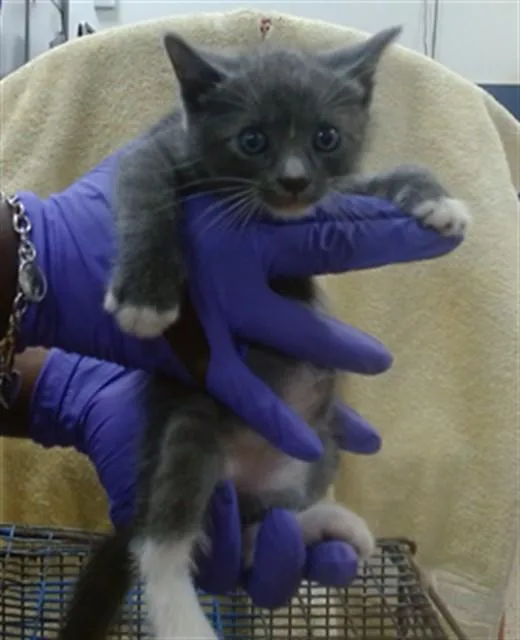 A baby small-sized male Domestic Short Hair cat named Demi for adoption in Miami, FL