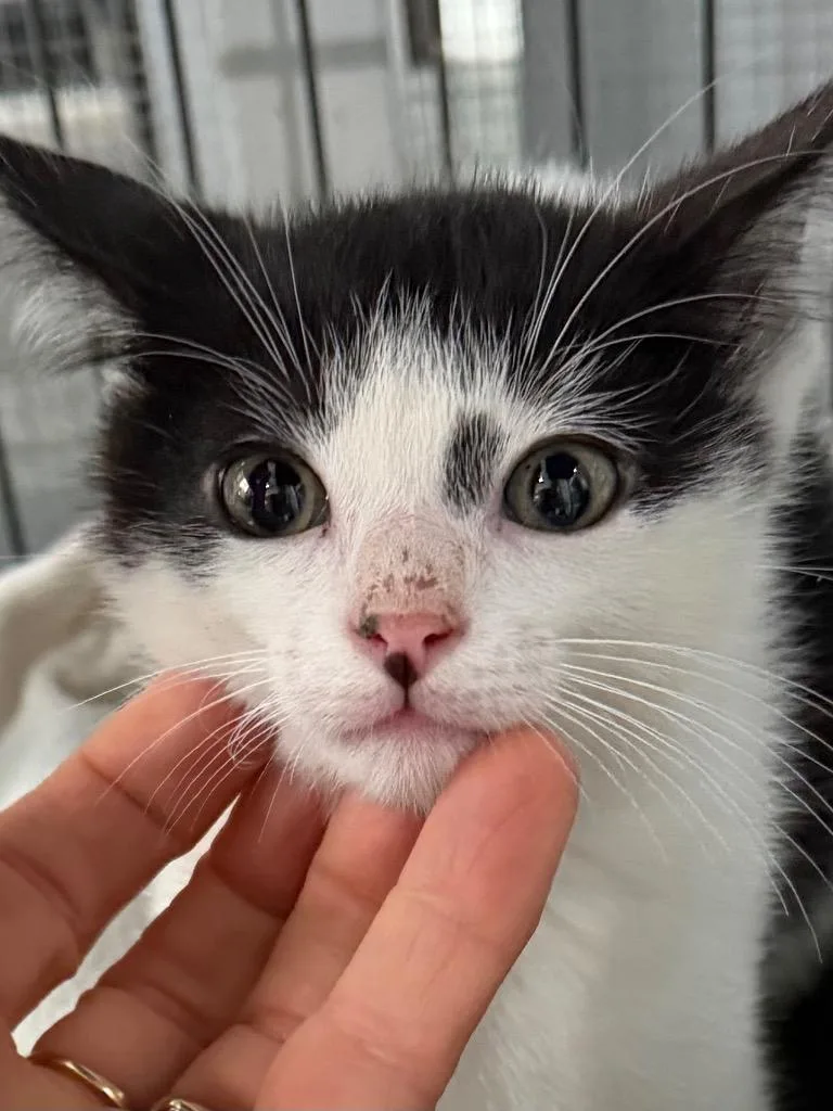 A baby small-sized male Tuxedo cat named Hoojoe for adoption in Brookhaven, MS