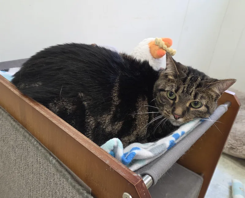 An adult extra large-sized male Tabby (Brown / Chocolate) Domestic Short Hair cat named Beans for adoption in Carsonville, MI
