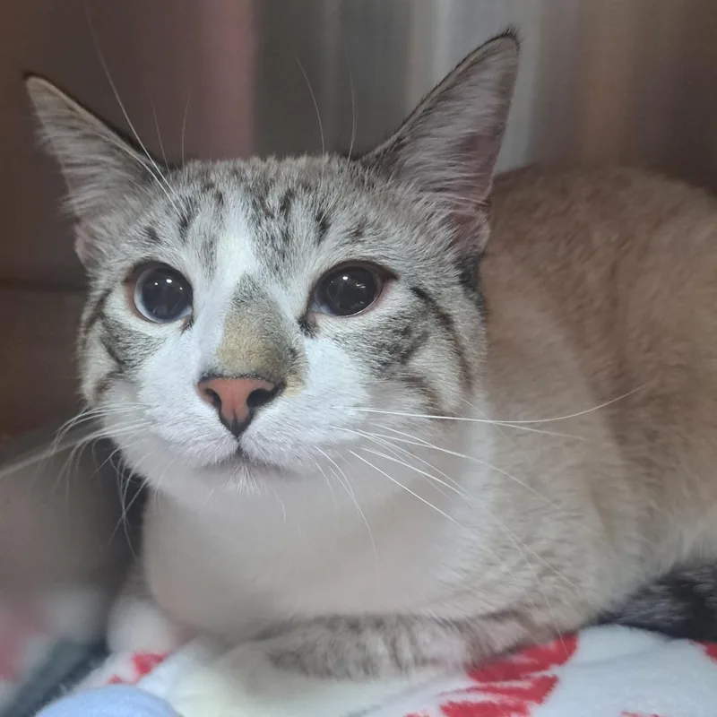 An adult medium-sized male White Siamese cat named Fin for adoption in Pensacola, FL