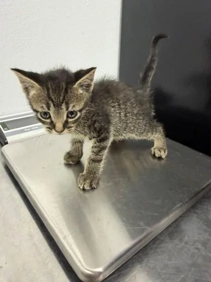 An adult small-sized male Domestic Short Hair cat named Doc for adoption in Port Allen, LA