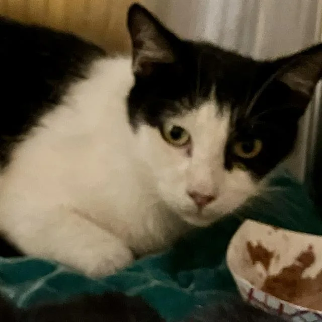 A young small-sized female Domestic Short Hair cat named March for adoption in Tustin, CA