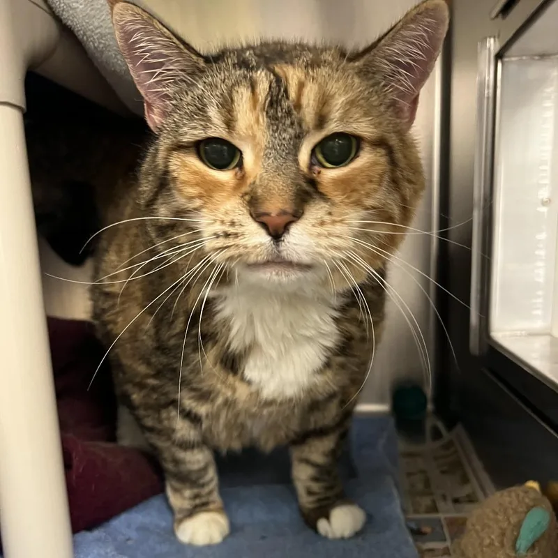 A senior large-sized female Brown / Chocolate Domestic Short Hair cat named Kiki for adoption in Springfield, MA