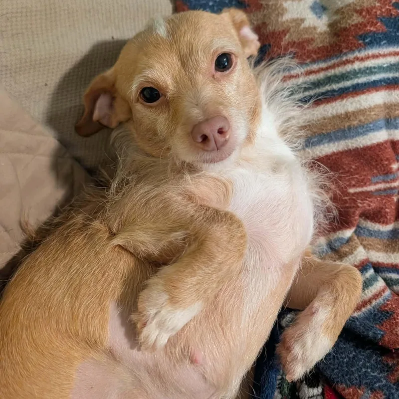 Lulu
