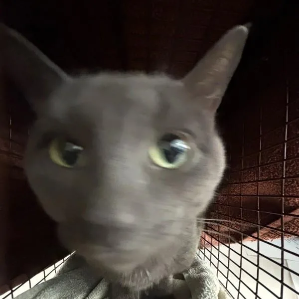 An adult small-sized male Domestic Short Hair cat named Bandit for adoption in Des Moines, IA
