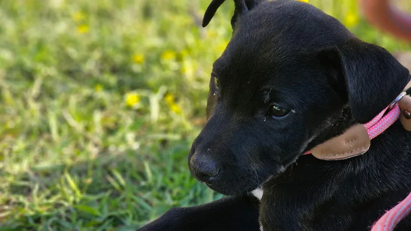 A baby medium-sized male Labrador Retriever dog named Titan for adoption in Cordova, TN