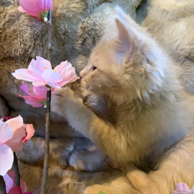 Peach Westie thumbnail 6