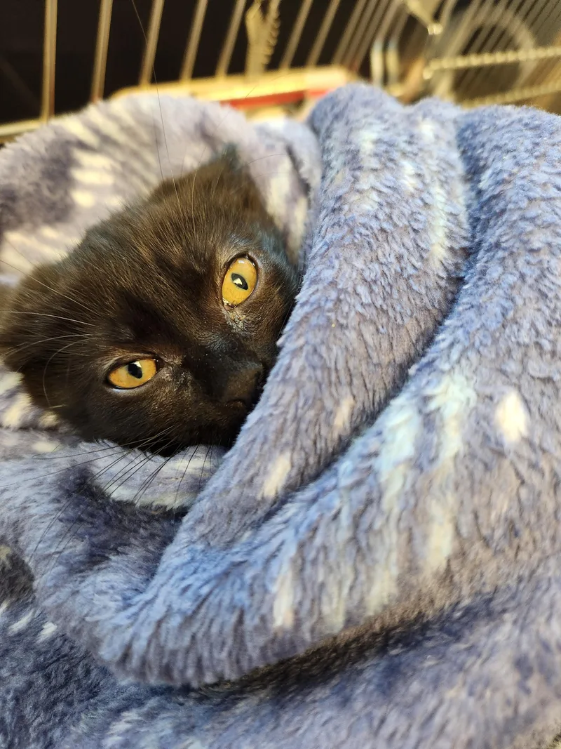 A baby medium-sized female Black Domestic Short Hair cat named Bali for adoption in Liberty, MO