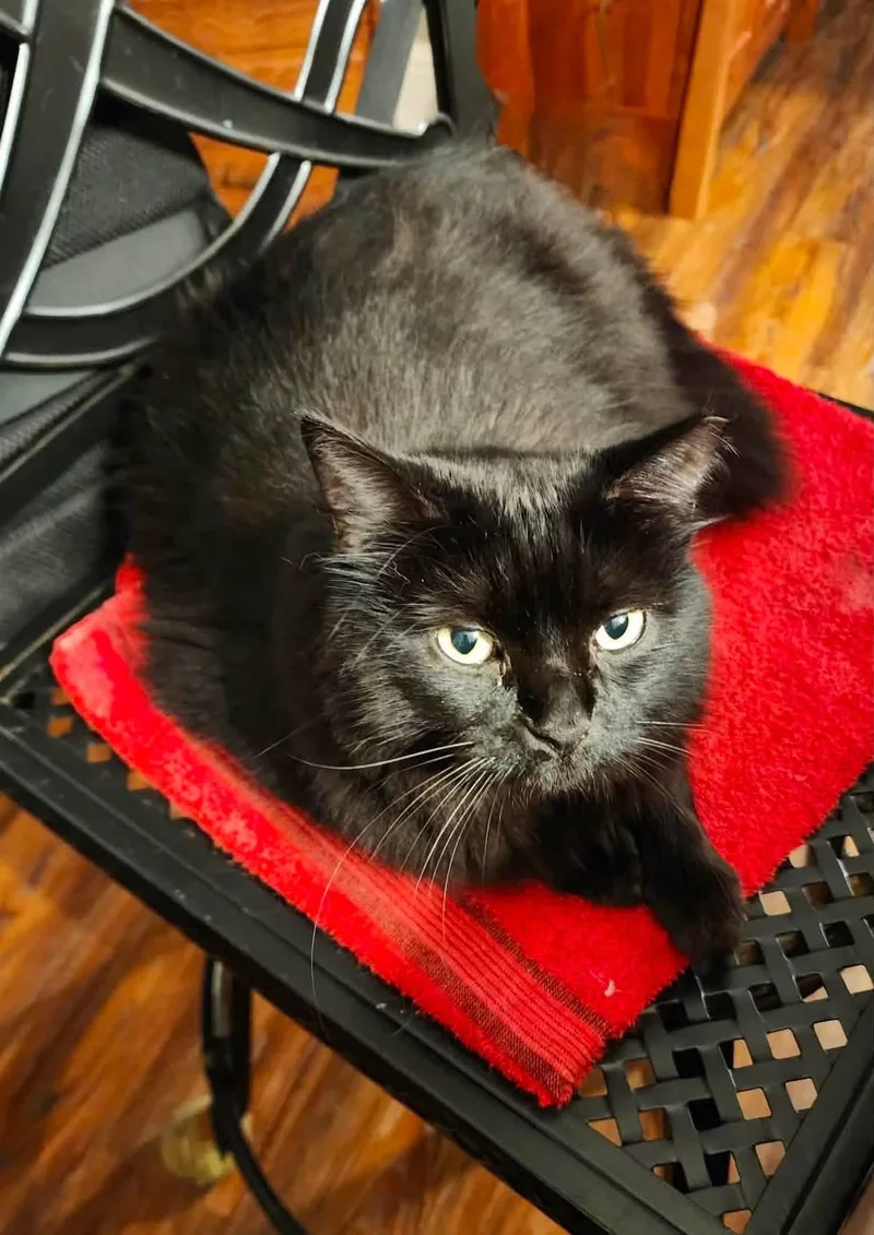 An adult small-sized female Black Domestic Medium Hair cat named Anastasia for adoption in Capshaw, AL