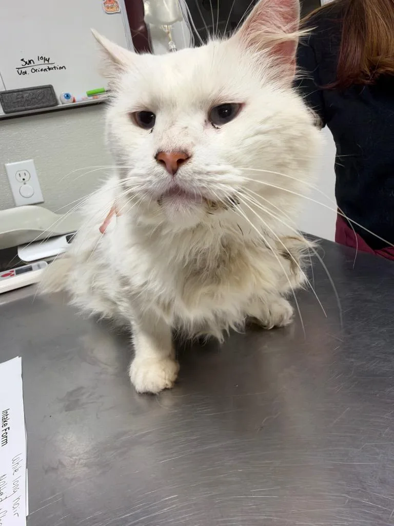 A senior medium-sized male Domestic Long Hair cat named Walter White for adoption in Fall River, MA