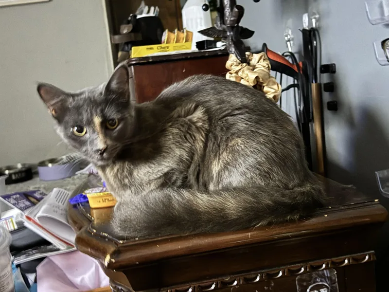 A young large-sized female Gray / Blue / Silver Dilute Calico cat named Clementine for adoption in Kissimmee, FL