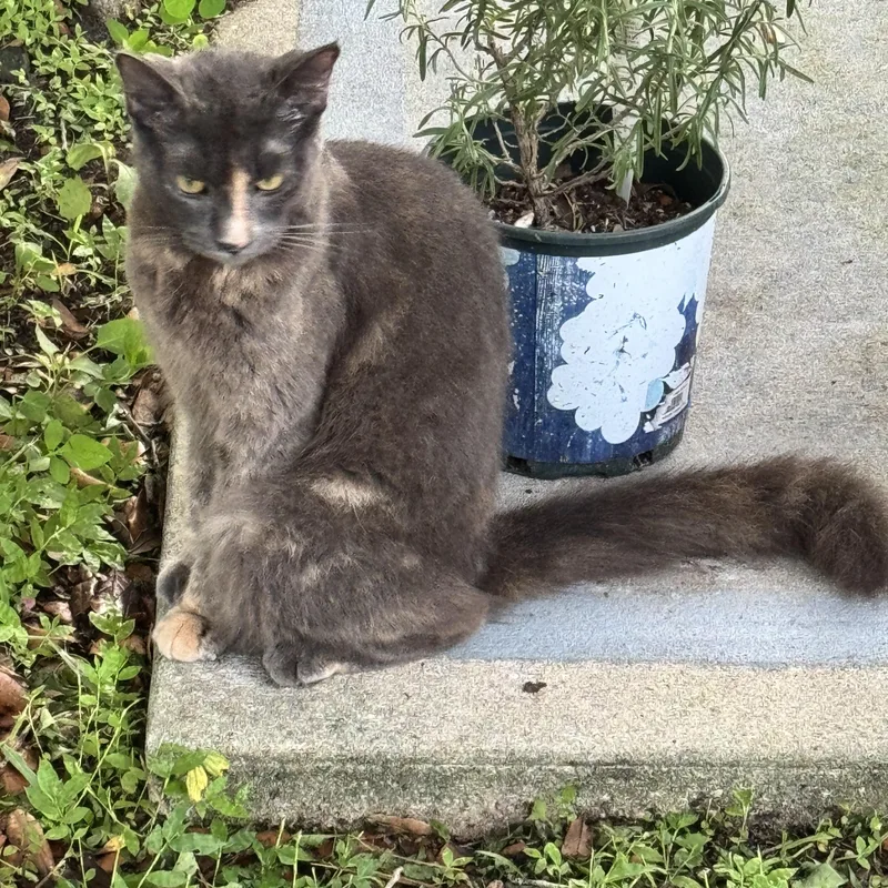 Clementine thumbnail 2