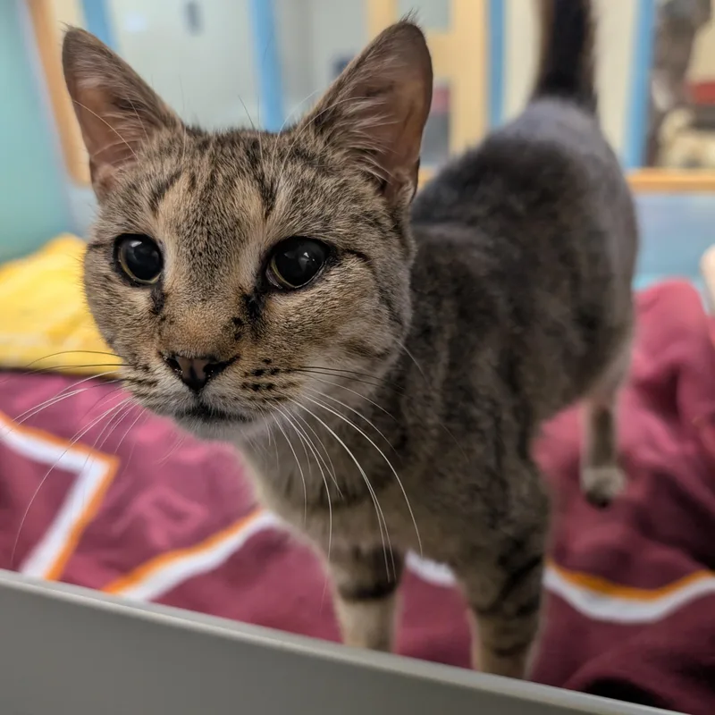 An adult small-sized female Tabby (Brown / Chocolate) Domestic Short Hair cat named Auggie for adoption in Suffolk, VA