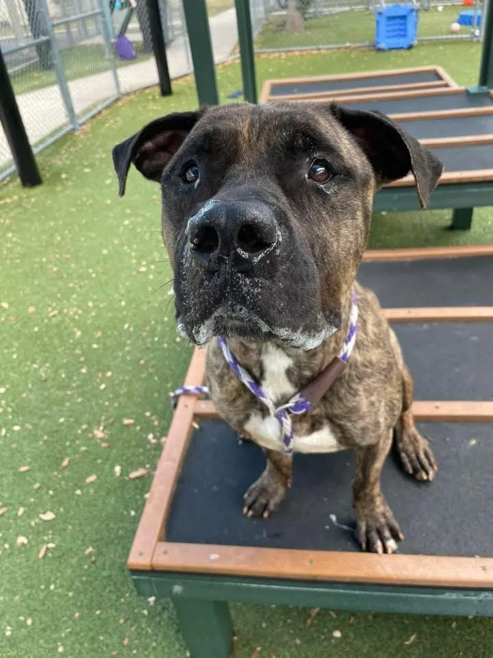 An adult large-sized male Brindle Pit Bull Terrier dog named Chester for adoption in Deltona, FL