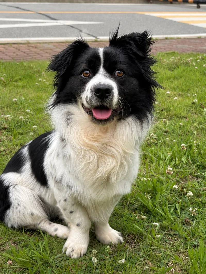 An adult small-sized male Border Collie dog named Gaffy for adoption in Duluth, GA