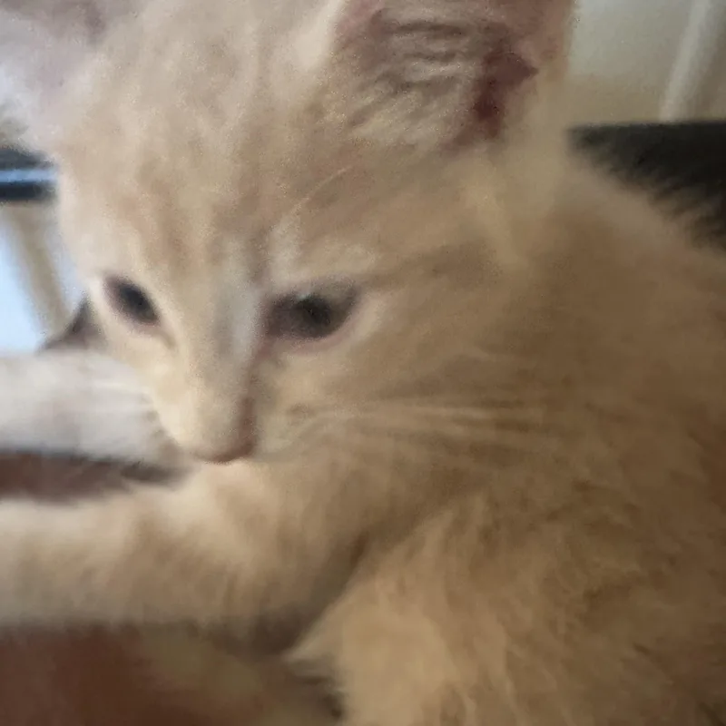 A baby small-sized male Cream Point Domestic Short Hair cat named Frankie for adoption in Marlette, MI