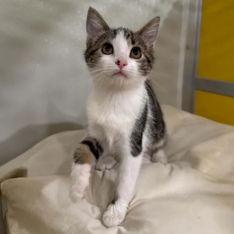 A baby medium-sized female Domestic Short Hair cat named Penne for adoption in Penn Yan, NY