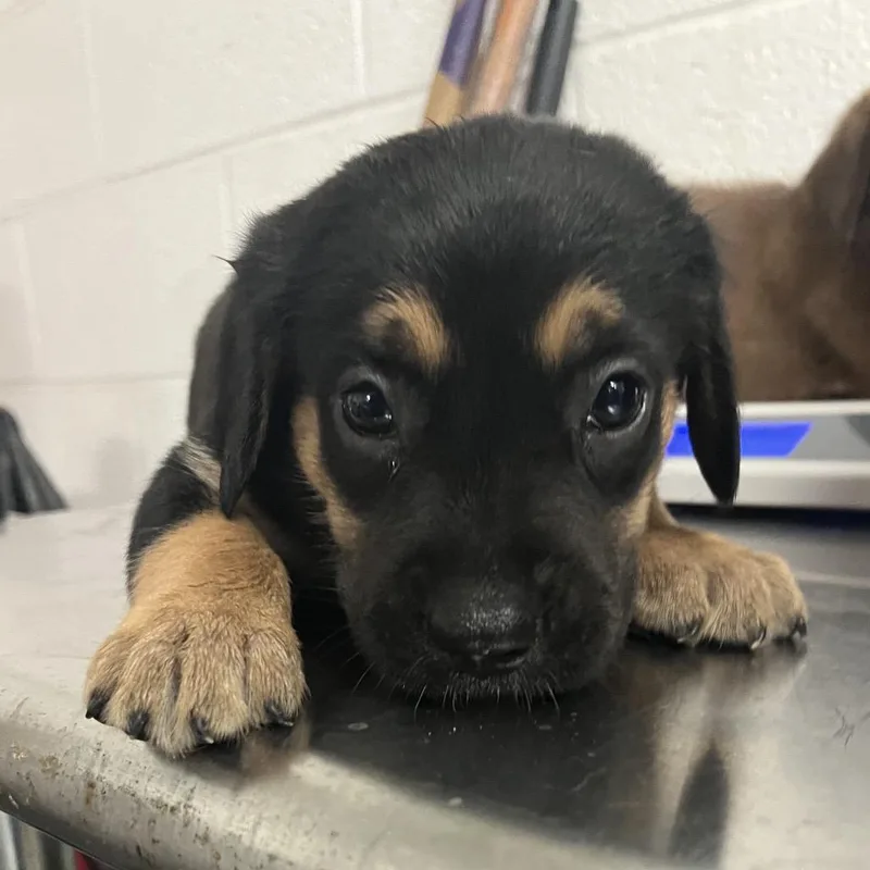 A baby small-sized female Labrador Retriever dog named Baby Bean for adoption in Edinburg, TX