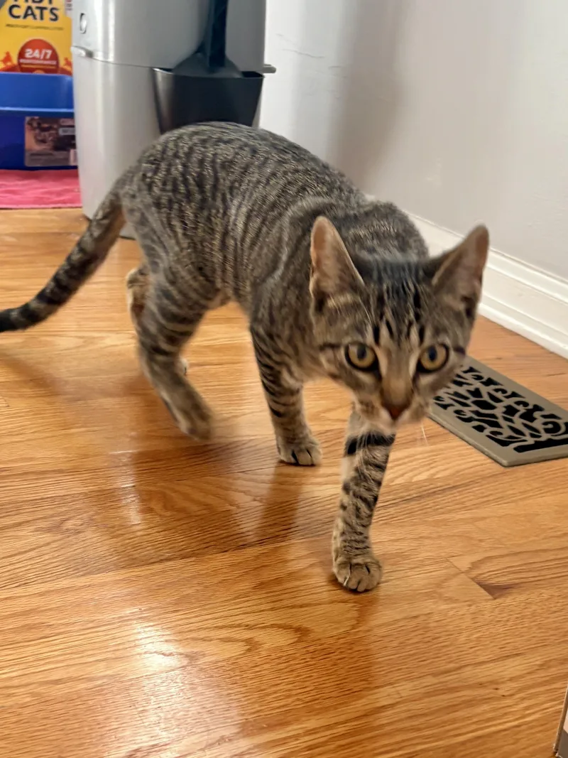 A young medium-sized female Tabby (Tiger Striped) Domestic Short Hair cat named Briar & Braidy for adoption in Andover, CT