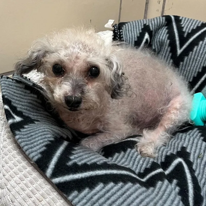 A senior small-sized female Gray / Blue / Silver Poodle dog named Doodley for adoption in Perkiomenville, PA