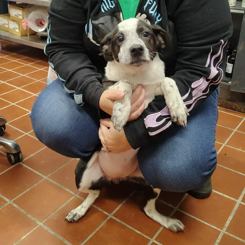 A baby medium-sized female Black Labrador Retriever dog named Ghoulia for adoption in Griswold, CT