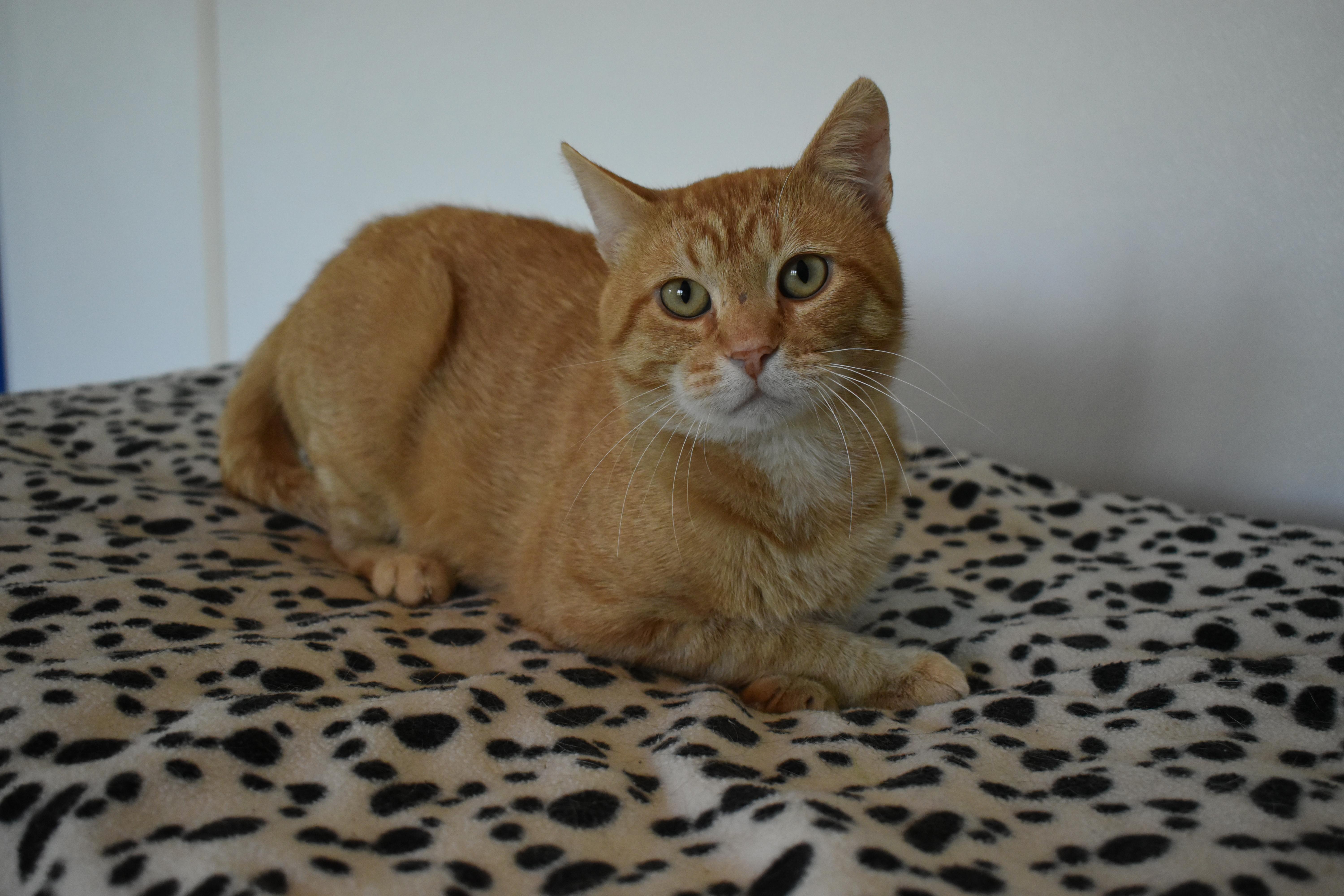 A young medium-sized male Domestic Short Hair cat named Rick for adoption in Auburn, NE